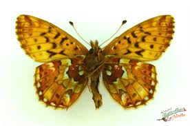 Attēlu rezultāti vaicājumam “Boloria aquilonaris underside”