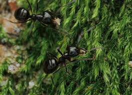 Attēlu rezultāti vaicājumam “Lasius fuliginosus”