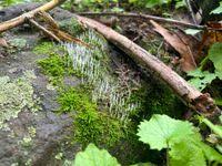 Attēlu rezultāti vaicājumam “Eocronartium muscicola”