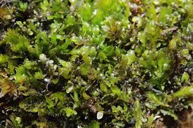 Attēlu rezultāti vaicājumam “Fissidens osmundoides”