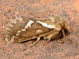 Attēlu rezultāti vaicājumam “Hepialus lupulinus”