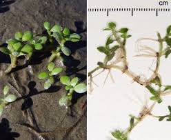 Attēlu rezultāti vaicājumam “Elatinaceae”