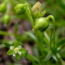 Attēlu rezultāti vaicājumam “Sagina procumbens fruit”