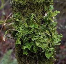 Attēlu rezultāti vaicājumam “Lobaria pulmonaria”