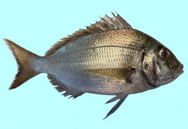 Image result for Stenotomus chrysops