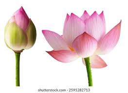 Attēlu rezultāti vaicājumam “Lotus sp. bud”