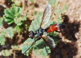 Attēlu rezultāti vaicājumam “Cylindromyia sp.”