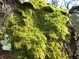 Attēlu rezultāti vaicājumam “Hypnum pallescens sporophyte”