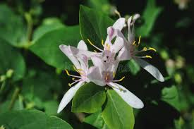 Attēlu rezultāti vaicājumam “Frangula alnus flower”