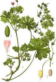 Attēlu rezultāti vaicājumam “Geranium pusillum leaf”