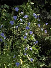 Attēlu rezultāti vaicājumam “Commelina coelestis”