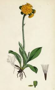 Image result for Hieracium aurantiacum