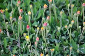 Attēlu rezultāti vaicājumam “Pilosella officinarum bud”