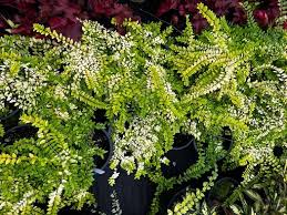 Attēlu rezultāti vaicājumam “Lonicera”