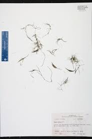 Attēlu rezultāti vaicājumam “Najas minor”