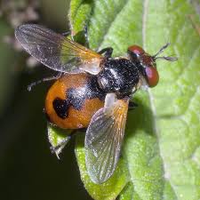 Attēlu rezultāti vaicājumam “Gymnosoma sp.”