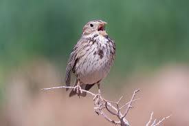 Image result for Emberiza calandra