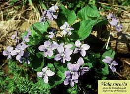 Attēlu rezultāti vaicājumam “Viola sororia flower”
