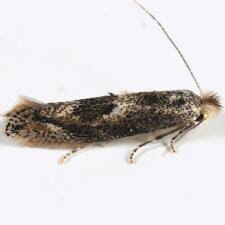 Attēlu rezultāti vaicājumam “Bucculatrix rhamniella”