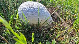 Attēlu rezultāti vaicājumam “Calvatia utriformis”