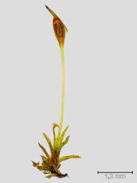 Attēlu rezultāti vaicājumam “Seligeria pusilla”