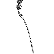 Attēlu rezultāti vaicājumam “Potamogeton praelongus”