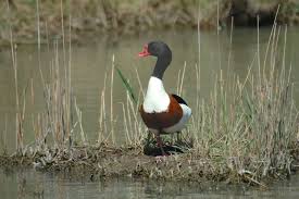 Attēlu rezultāti vaicājumam “Tadorna tadorna”