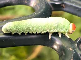 Attēlu rezultāti vaicājumam “Trichiosoma larva”