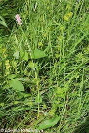 Attēlu rezultāti vaicājumam “Bistorta major”