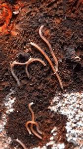 Attēlu rezultāti vaicājumam “Gordius aquaticus”