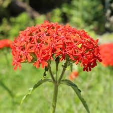 Attēlu rezultāti vaicājumam “Silene chalcedonica”