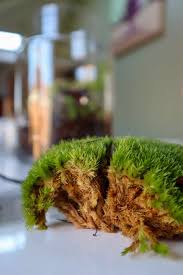 Attēlu rezultāti vaicājumam “Leucobryum glaucum”