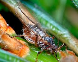 Attēlu rezultāti vaicājumam “Drepanosiphum platanoidis exuvia”