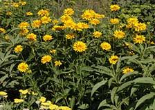Image result for Heliopsis scabra