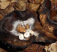 Attēlu rezultāti vaicājumam “Asterophora lycoperdoides”