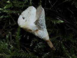 Attēlu rezultāti vaicājumam “Sistotrema confluens”