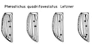 Attēlu rezultāti vaicājumam “Pterostichus quadrifoveolatus”