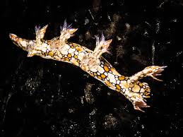 ผลการค้นหารูปภาพสำหรับ Bornella Anguilla