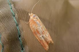 Attēlu rezultāti vaicājumam “Aphelia viburniana”