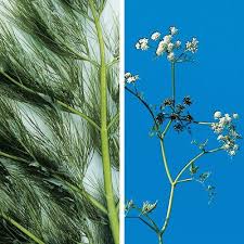 Attēlu rezultāti vaicājumam “Oenanthe aquatica fruit”