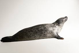 Image result for Phoca vitulina