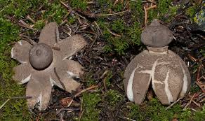 Attēlu rezultāti vaicājumam “Geastrum pectinatum”