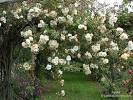 <b>Aglaia</b> rose bush File#D2462
