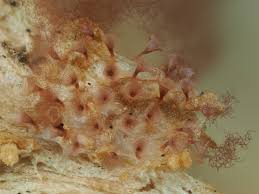 Attēlu rezultāti vaicājumam “Arcyria affinis stalked”