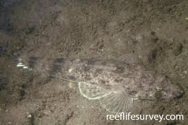 Image result for Platycephalus richardsoni