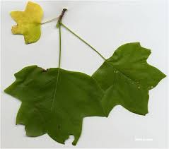 Attēlu rezultāti vaicājumam “Liriodendron tulipifera leaf”
