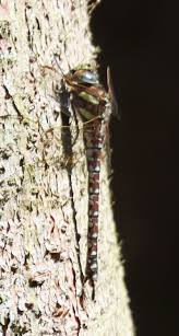 Attēlu rezultāti vaicājumam “Aeshna mixta female”