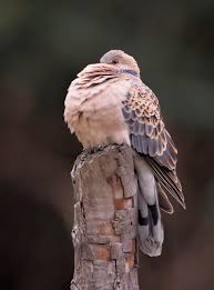 Image result for Streptopelia orientalis