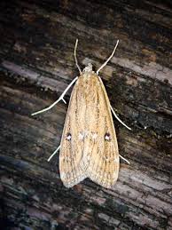 Attēlu rezultāti vaicājumam “Parapoynx stratiotata male”