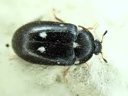 Attēlu rezultāti vaicājumam “Attagenus pellio”